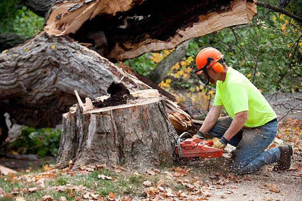 Best Tree Cabling and Bracing  in University Of Lifornia Davis, CA