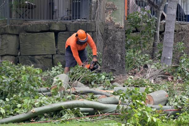 Best Arborist Consultation Services  in University Of Lifornia Davis, CA